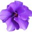 violet clipart purple hawaiian flower 5