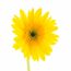 yellow flower on a white background 1203 2148